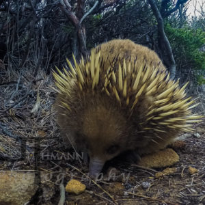 Tasmanien Cape Raoul