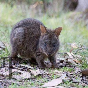 Tiere Australien Tasmanien