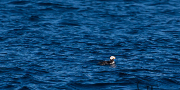 Alaska Seward Waldtour Major Marine Tours