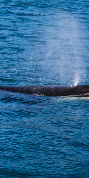 Alaska Seward Waldtour Major Marine Tours