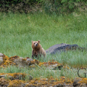 Kanada Grizzly Bärentour Knight Inlet Telegraph Cove