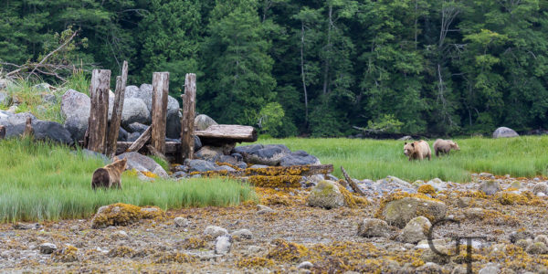 Kanada Grizzly Bärentour Knight Inlet Telegraph Cove