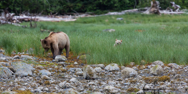 Kanada Grizzly Bärentour Knight Inlet Telegraph Cove