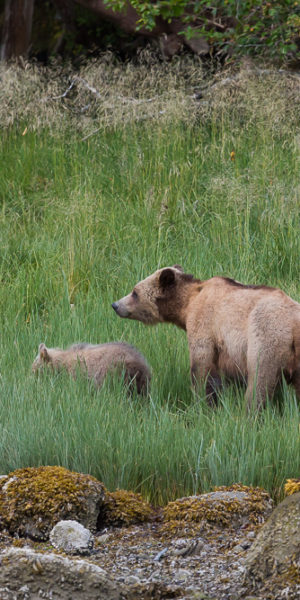 Kanada Grizzly Bärentour Knight Inlet Telegraph Cove