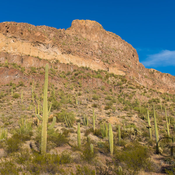 Organ Pipe Cactus National Monument