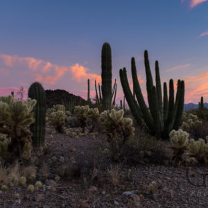 Organ Pipe Cactus National Monument