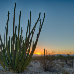 Organ Pipe Cactus National Monument