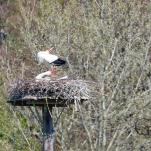 Rodgau Storch Störche